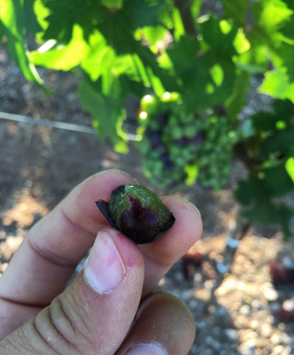 Primitivo di Manduria, acino