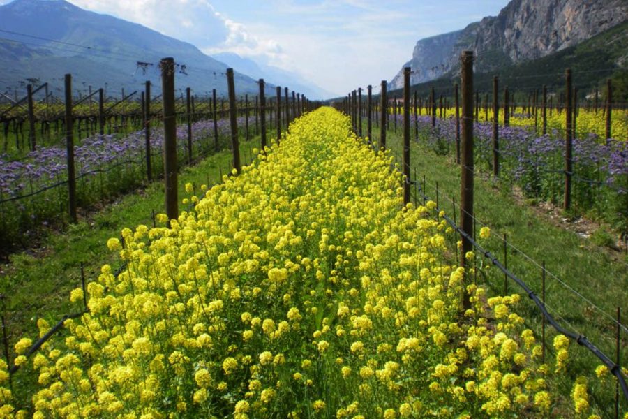 Ferrari Trento DOC, vigneto biologico