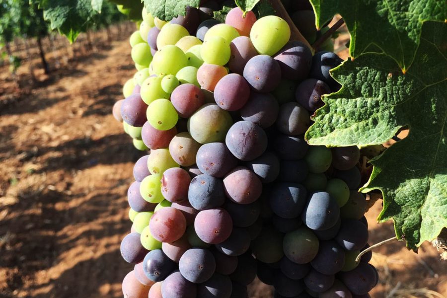 Primitivo di Manduria