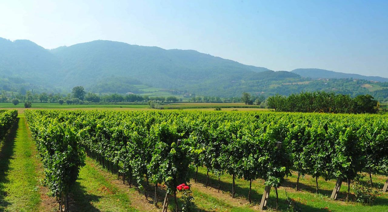 Colli Berici DOC, vigneti