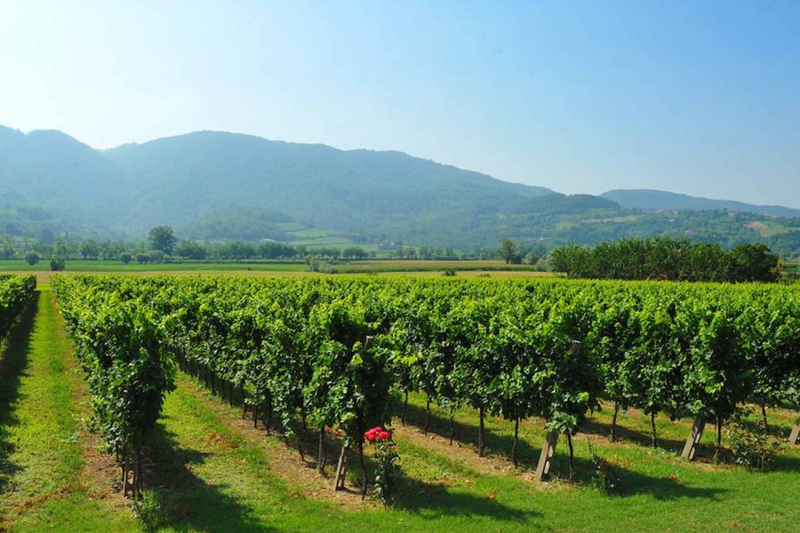 Colli Berici DOC, vigneti