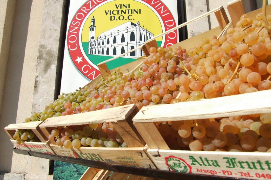 Gambellara, uva