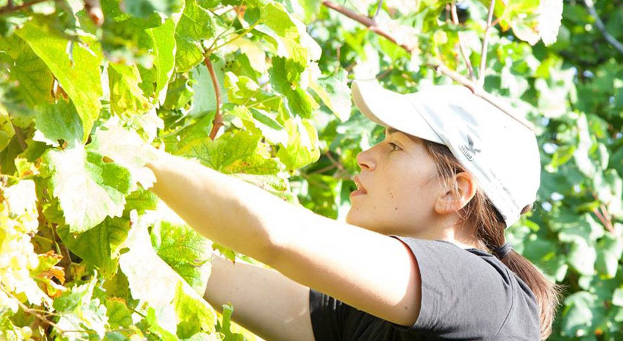 Montelvini, vendemmia