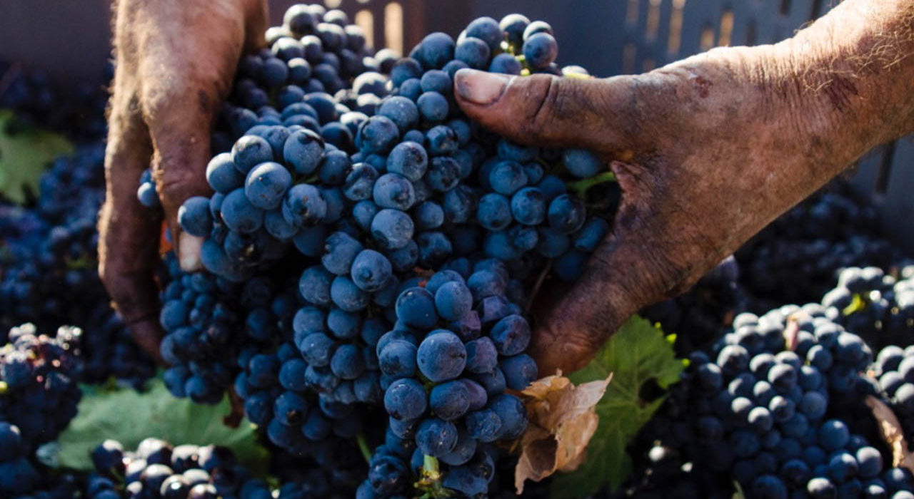 Primitivo di Manduria