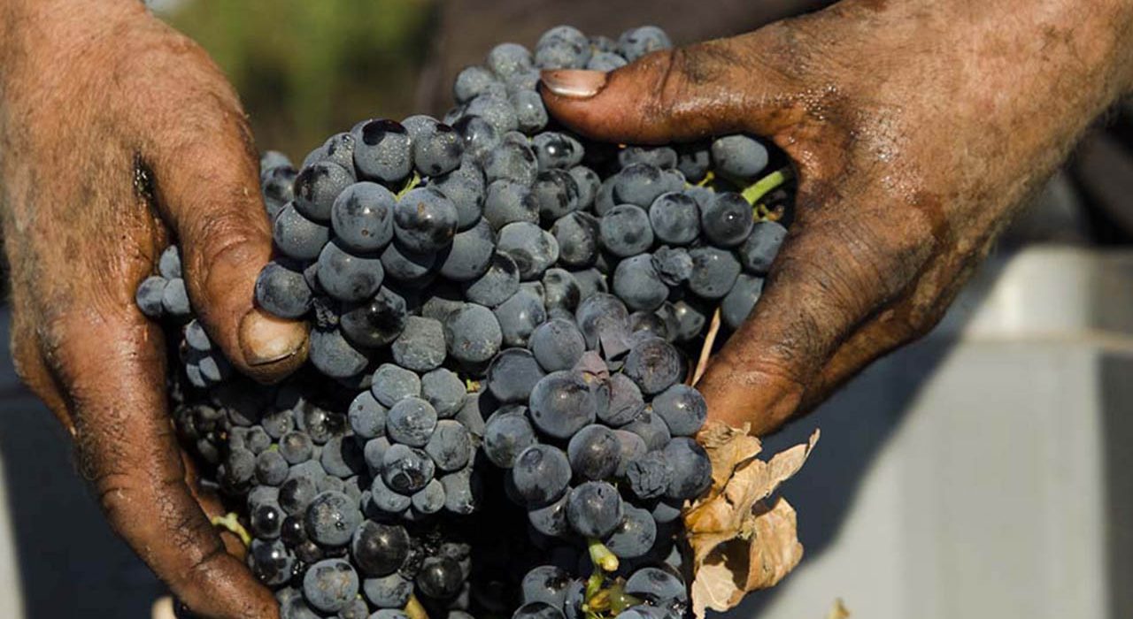 primitivo di Manduria, uva