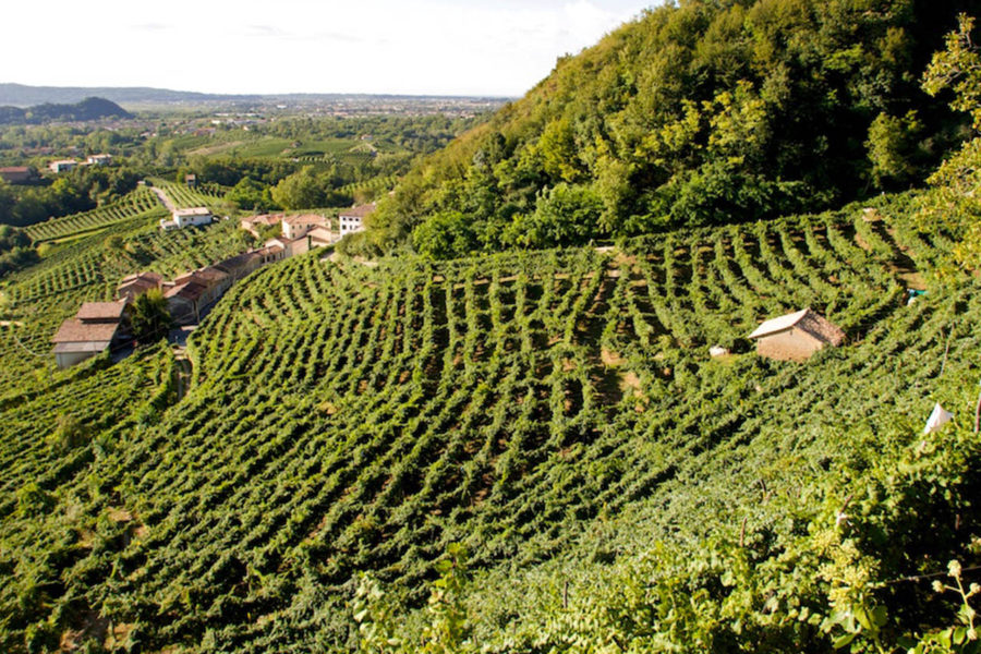 Ca’ dei Carraresi, prosecco