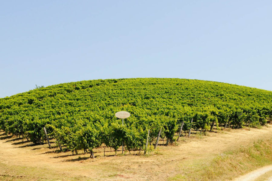 Ferraris, Vineyards
