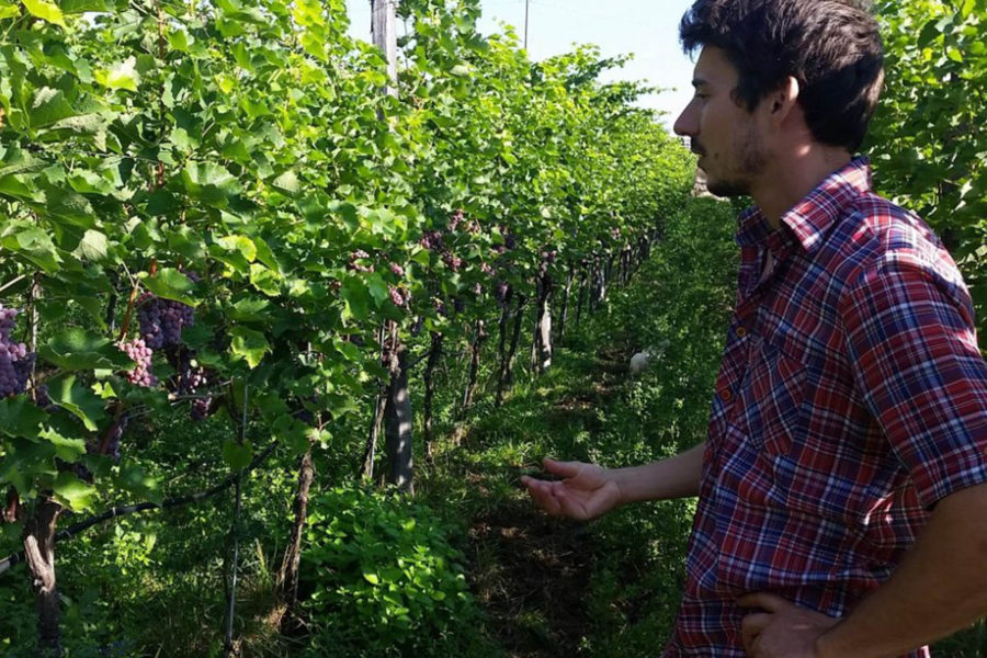 Vini da scoprire, La riscossa dei vini leggeri